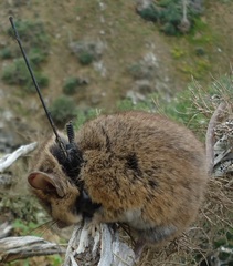Peromyscus eremicus cedrosensis