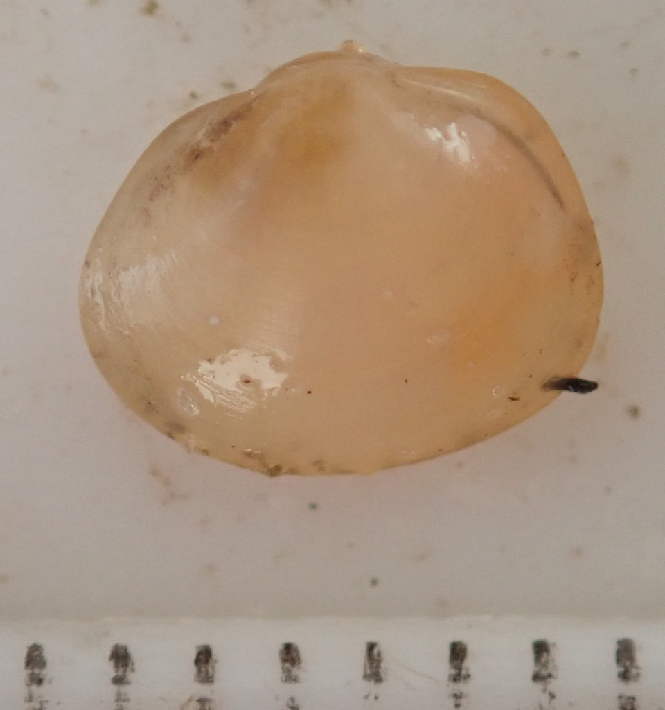 Sphaerium incomitatum