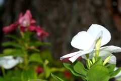 Catharanthus roseus