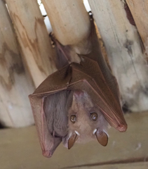 Epomophorus crypturus