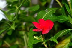 Catharanthus roseus