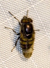 Stomorhina discolor