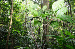 Silvianthus bracteatus