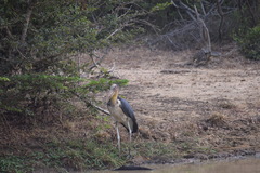 Leptoptilos javanicus