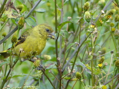 Spinus magellanicus