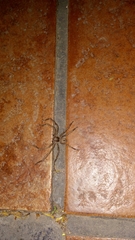 Polybetes trifoveatus