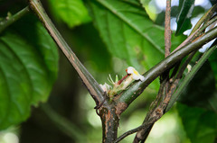Silvianthus bracteatus