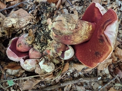 Rubroboletus rhodoxanthus