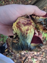 Rubroboletus rhodoxanthus