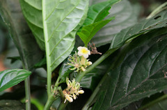 Silvianthus bracteatus