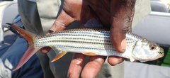 Hydrocynus vittatus