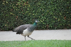 Pavo cristatus