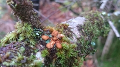Hypocreopsis rhododendri