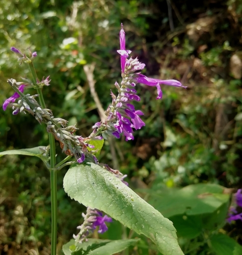 Salvia purpurea