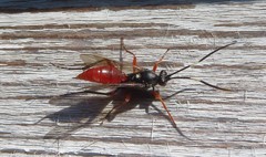 Hoplismenus bispinatorius