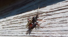 Hoplismenus bispinatorius