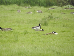 Branta leucopsis