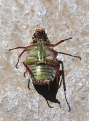 Modialis prasinella