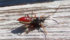 Hoplismenus bispinatorius