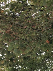 Acer rubrum