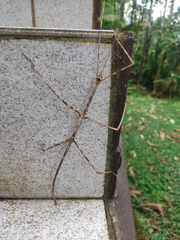 Otocrania pleuracantha