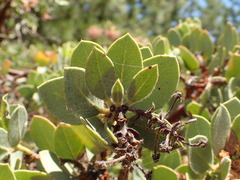 Arctostaphylos pringlei drupacea
