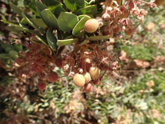 Arctostaphylos pringlei drupacea