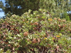 Arctostaphylos pringlei drupacea