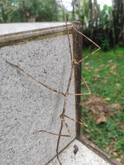 Otocrania pleuracantha