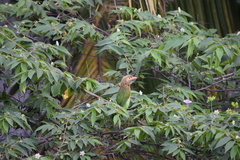 Psilopogon zeylanicus