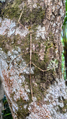 Otocrania pleuracantha