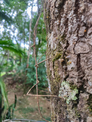 Otocrania pleuracantha