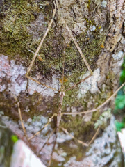 Otocrania pleuracantha