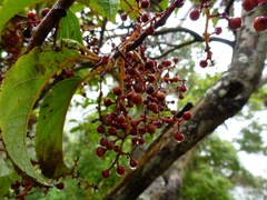 Perrottetia sandwicensis