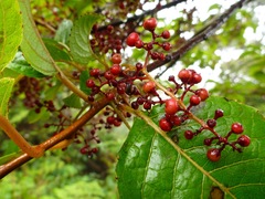 Perrottetia sandwicensis