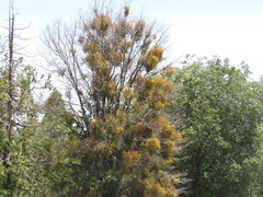Phoradendron libocedri