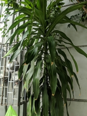 Dracaena fragrans