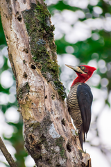 Robust Woodpecker photo 3