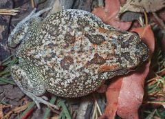 Sclerophrys pusilla