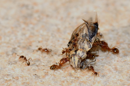 Pallid Big-headed Ant, photo 3 of 10