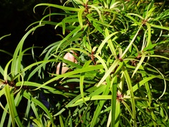 Myrsine linearifolia