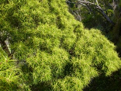 Myrsine linearifolia