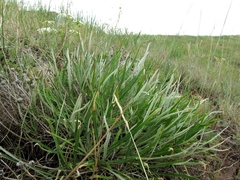 Saussurea salicifolia