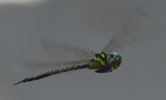 Triacanthagyna trifida