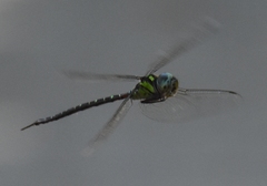 Triacanthagyna trifida