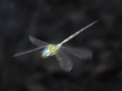 Triacanthagyna trifida