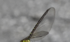 Triacanthagyna trifida