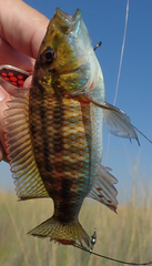 Pharyngochromis acuticeps