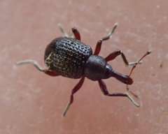 Cyrtobagous salviniae