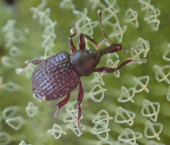 Cyrtobagous salviniae